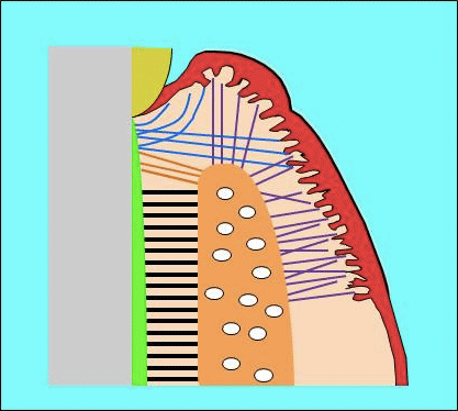 セメント歯肉線維、歯槽骨歯肉線維、セメント骨膜線維の図