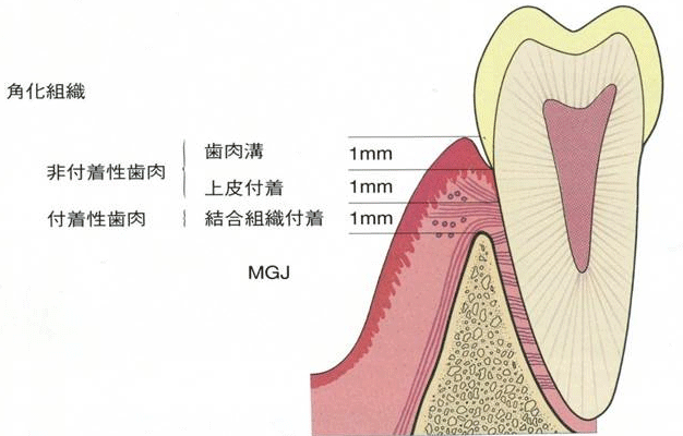 「生物学的幅径」の画像検索結果