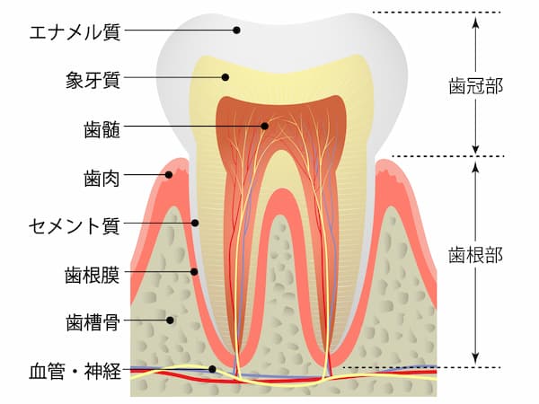 歯の構造イラスト