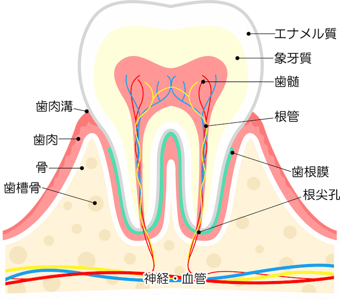 歯の構造