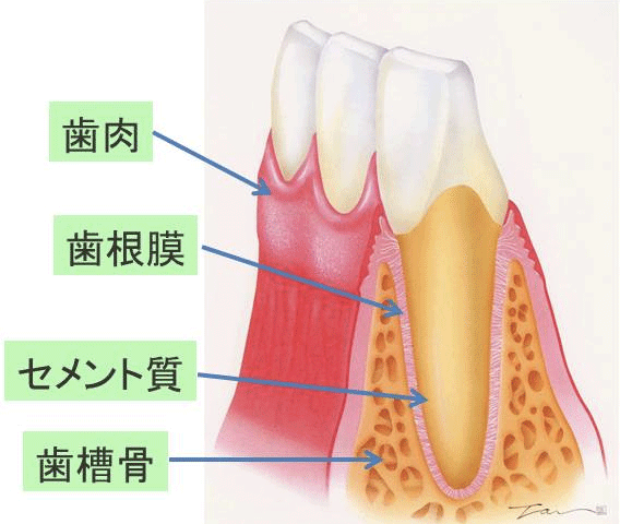 全体像の断面。上から歯肉、歯根膜、セメント質、歯槽骨となる。