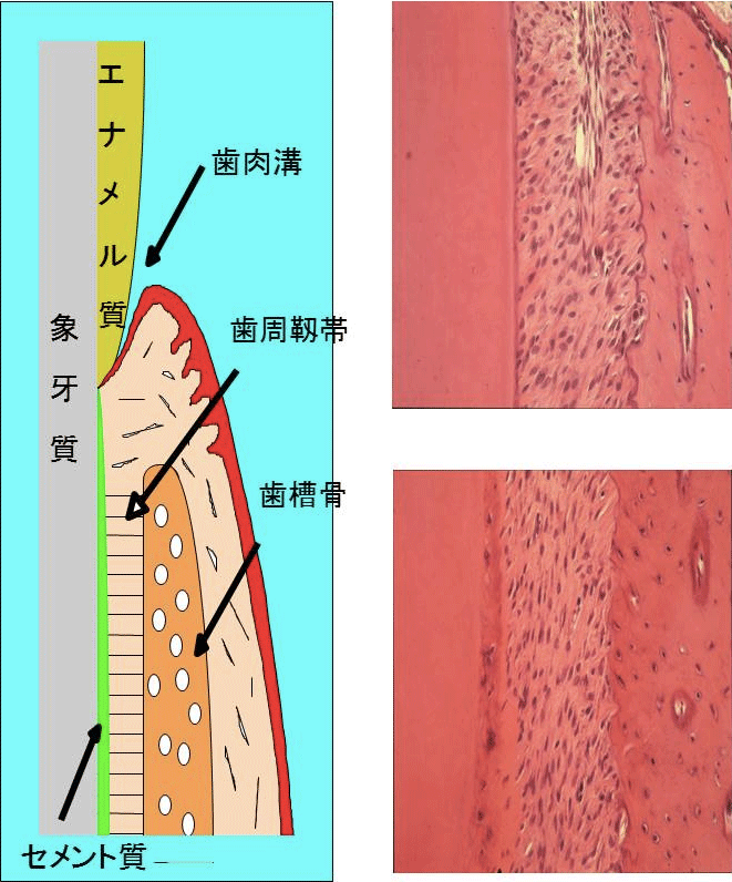 歯肉を顕微鏡で組織学的に見た図（左）と写真（右）
