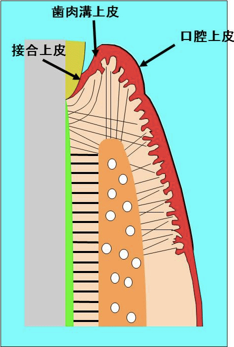 上皮についての説明断面図