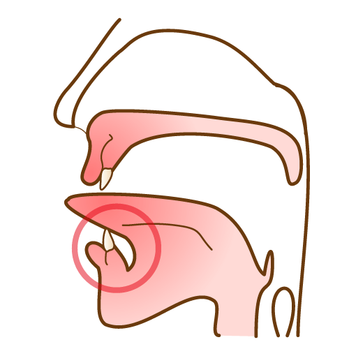 顎断面図 正常な舌小帯